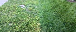 Left is weed take-over, right is healthy lush fescue. Which side would you prefer?